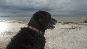Zeke, a regular patron, enjoys the leash-free area of Fort De Soto Park's Paw Playground.